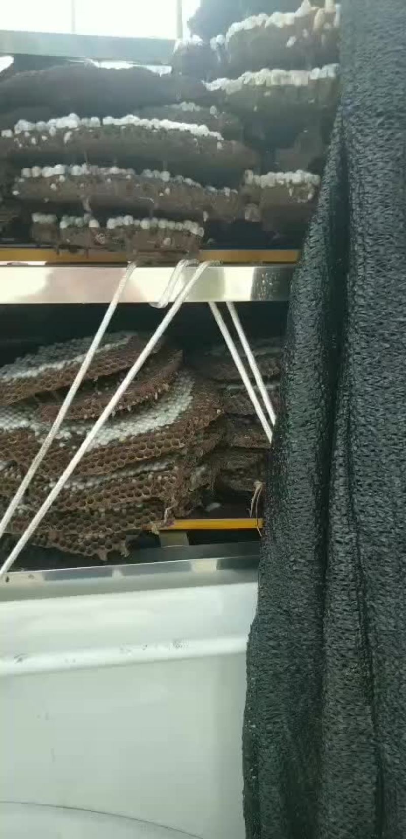 蜂蛹黄脚七里