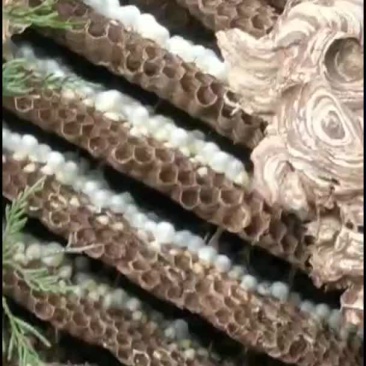 蜂蛹黄脚七里