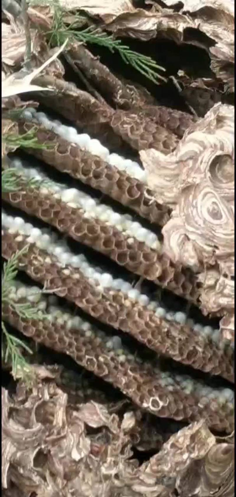 蜂蛹黄脚七里