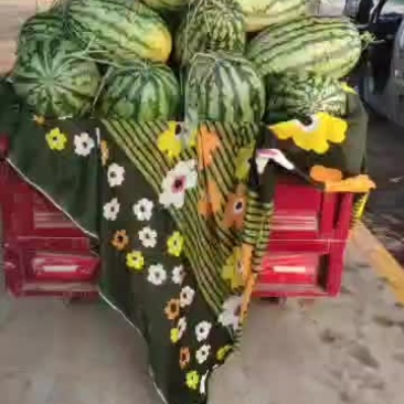 大量西瓜甜瓜已经上市
