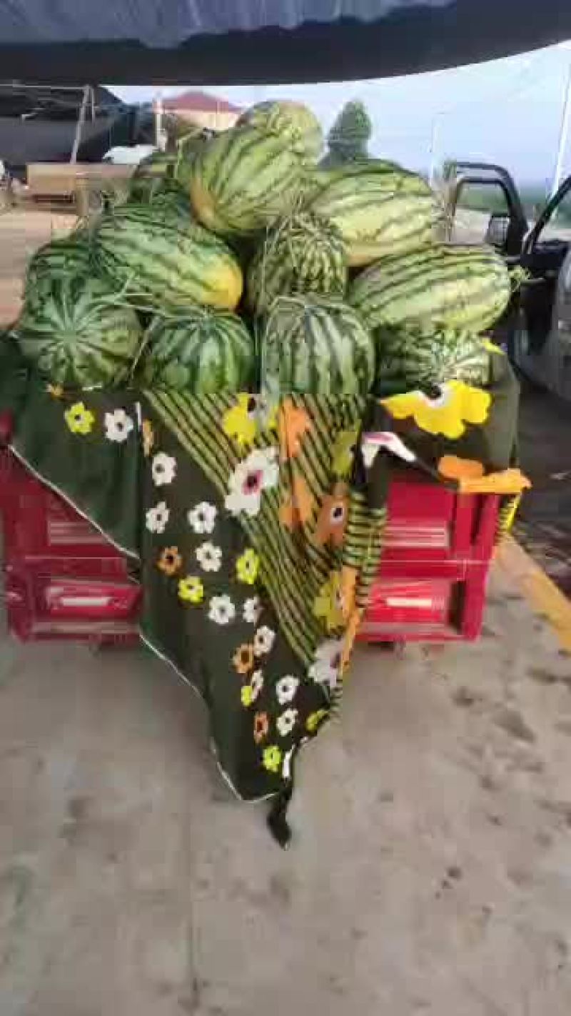 大量西瓜甜瓜已经上市
