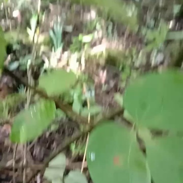草药材
