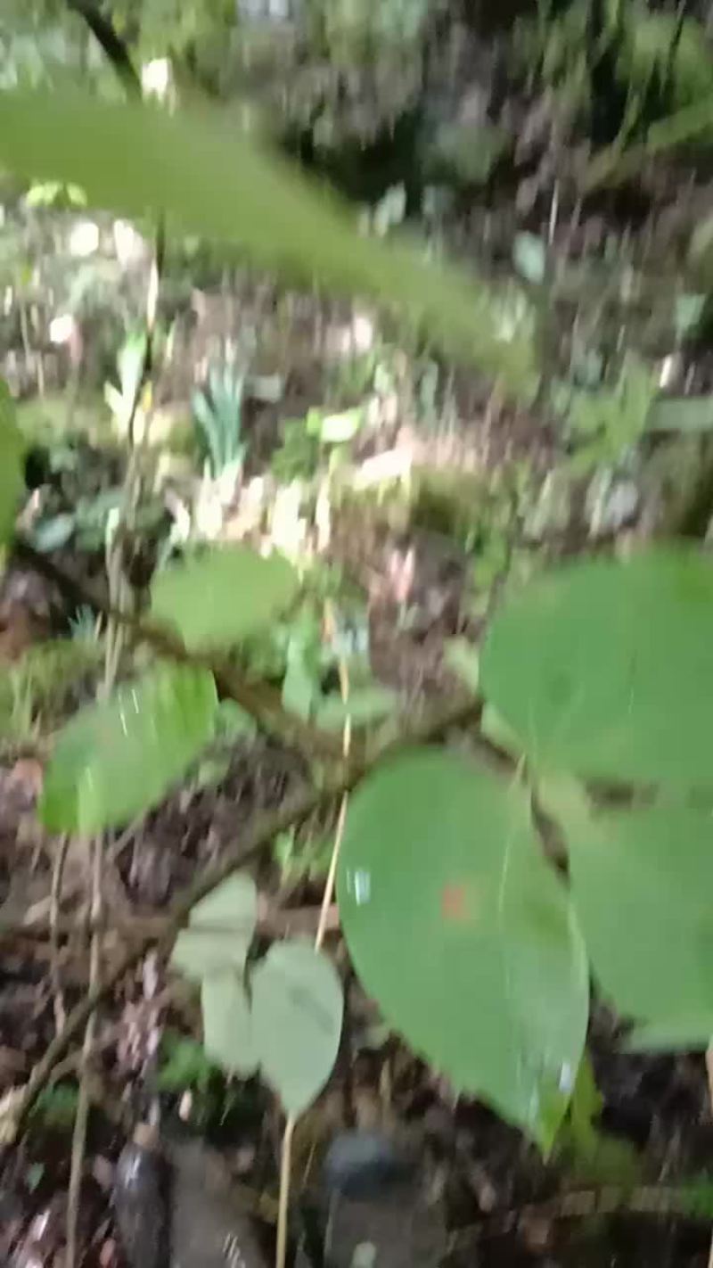 草药材