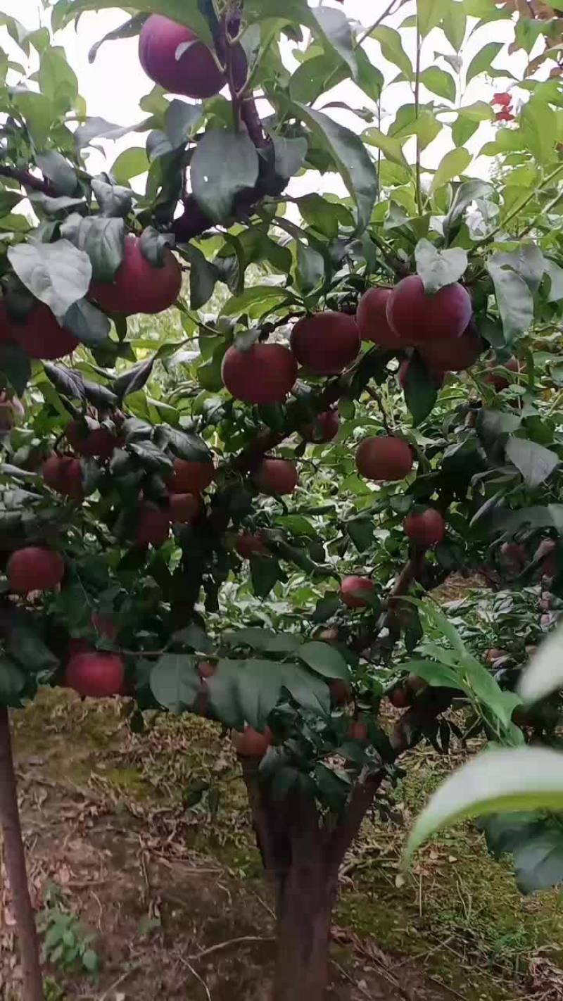 黑布林李子