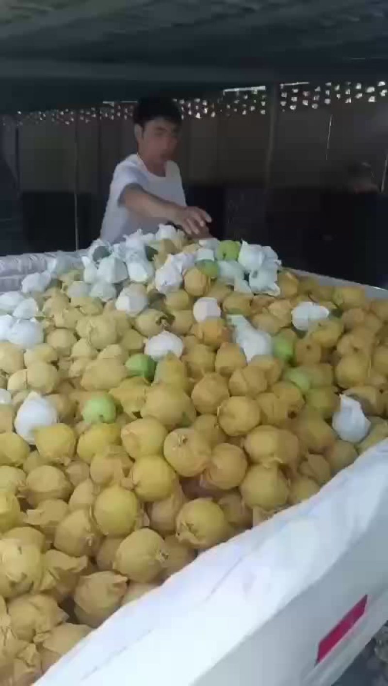 绿宝石梨🍐大量上市，半斤以上的，适合批发商超零售电商