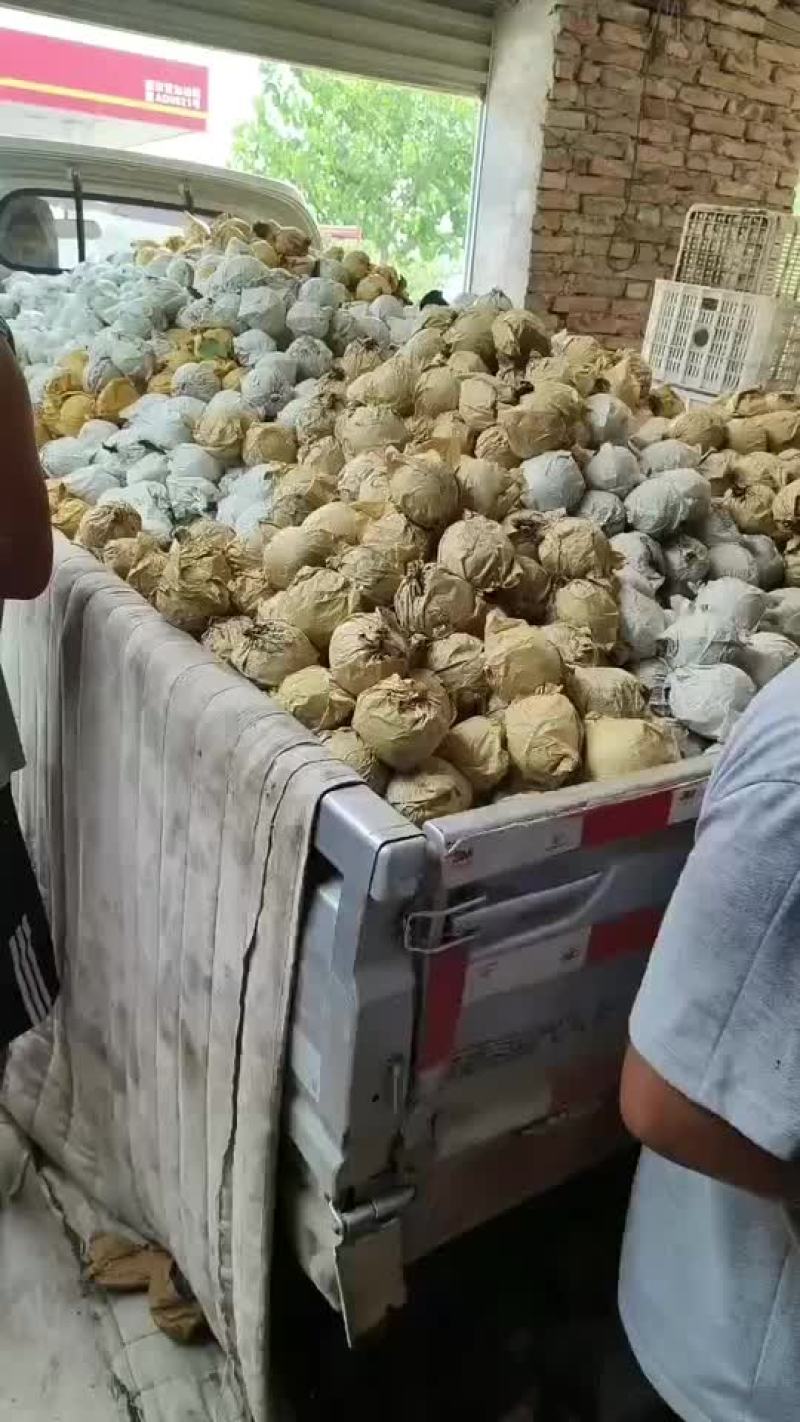 绿宝石梨🍐大量上市，半斤以上的，适合批发商超零售电商