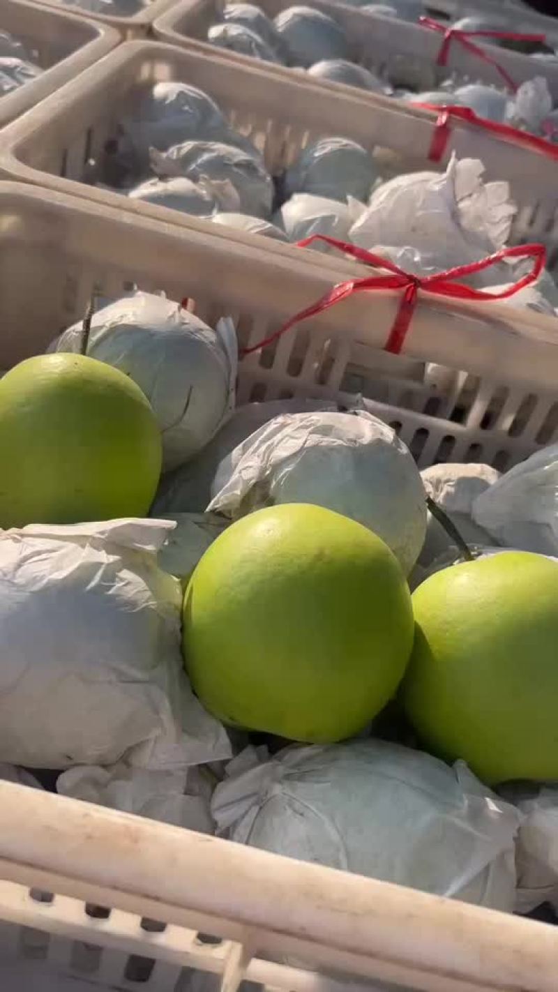 绿宝石梨🍐大量上市，半斤以上的，适合批发商超零售电商