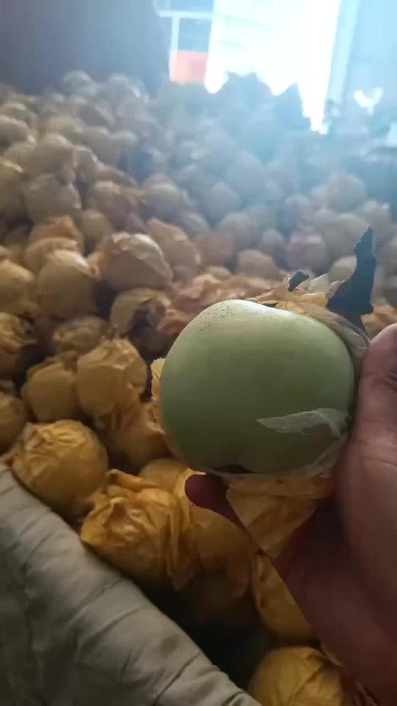 绿宝石梨🍐大量上市，半斤以上的，适合批发商超零售电商