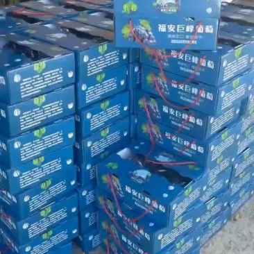 3斤礼品盒5斤礼品盒订货走起