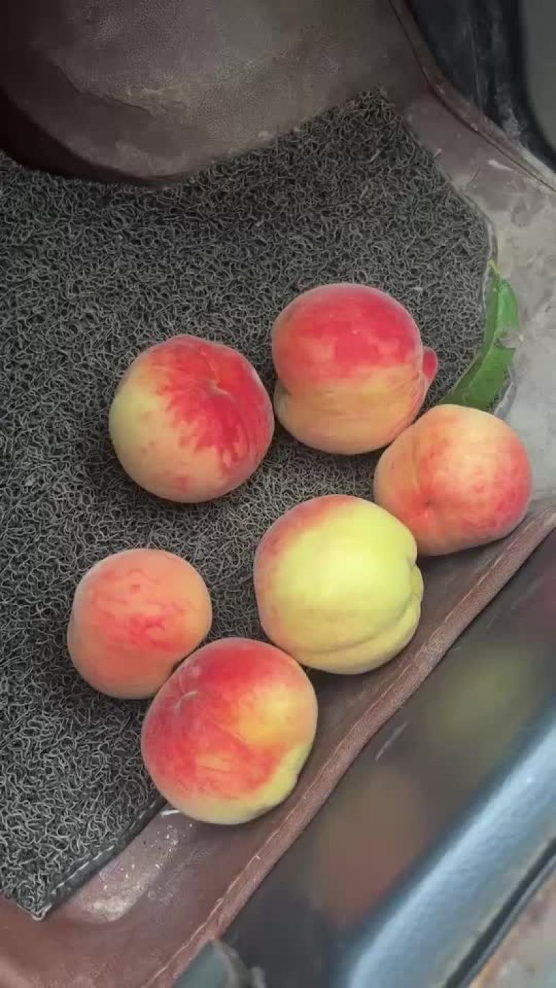 芽变毛桃