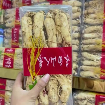 原片人参