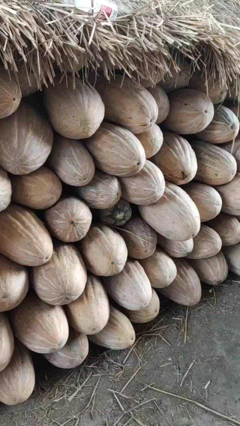 金韩蜜本南瓜，基地种植，货源充足，价格优惠，保证品质