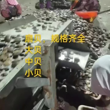 扇贝