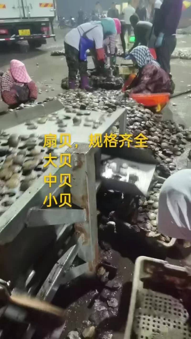 扇贝