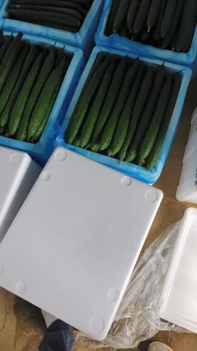 精品黄瓜大量走货中