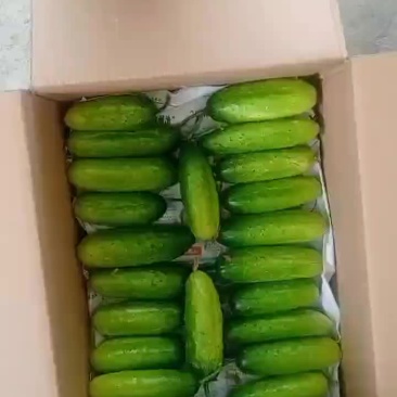 水果黄瓜