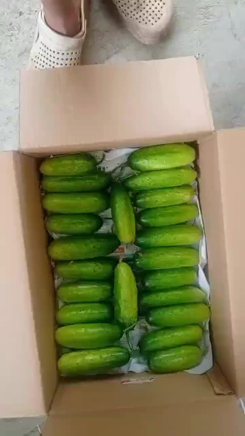 水果黄瓜
