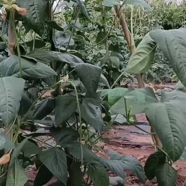 精品豆角