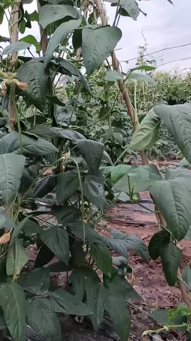 精品豆角