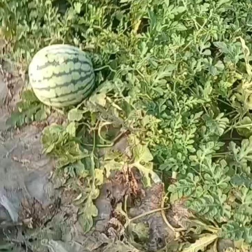 浙江麒麟瓜自产自销