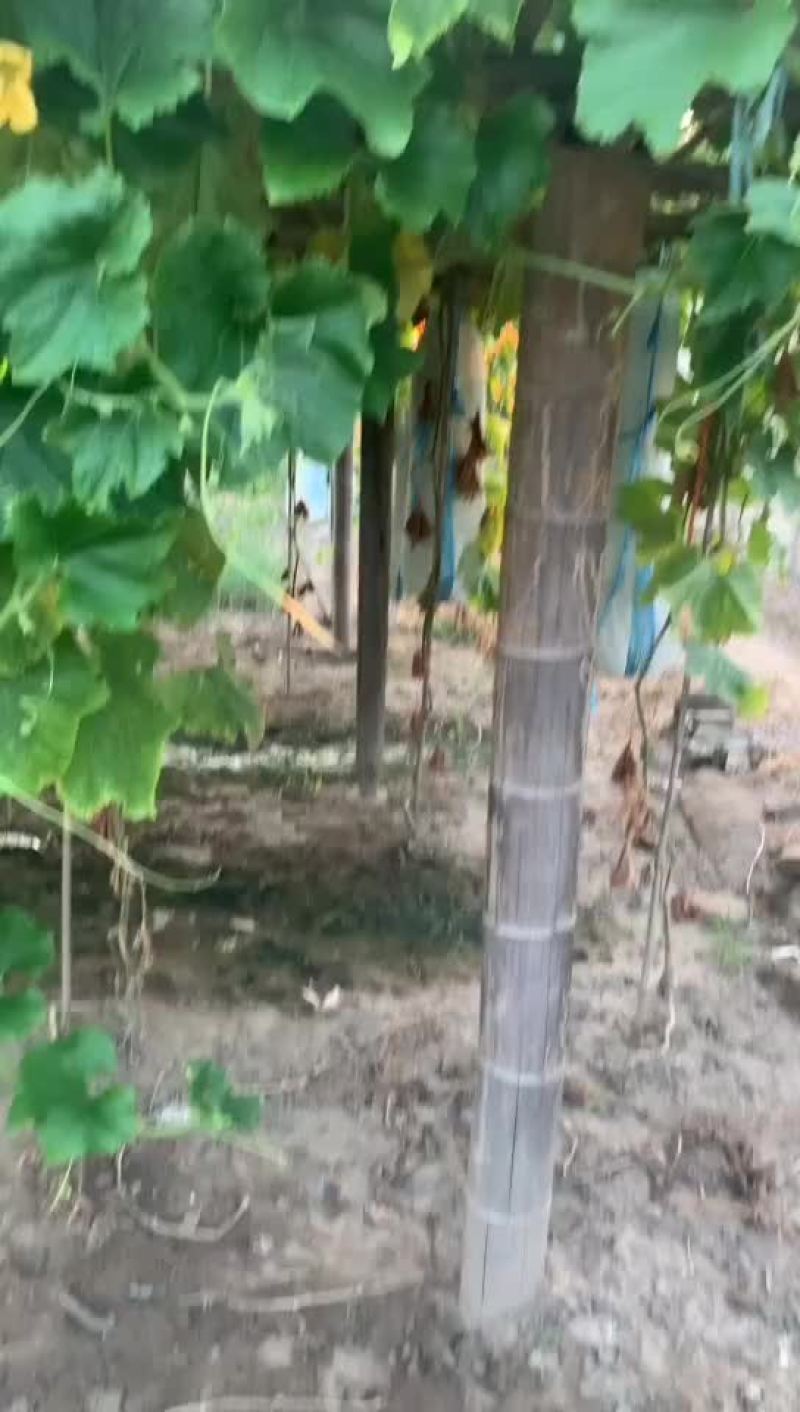 江西金溪白皮吊冬瓜