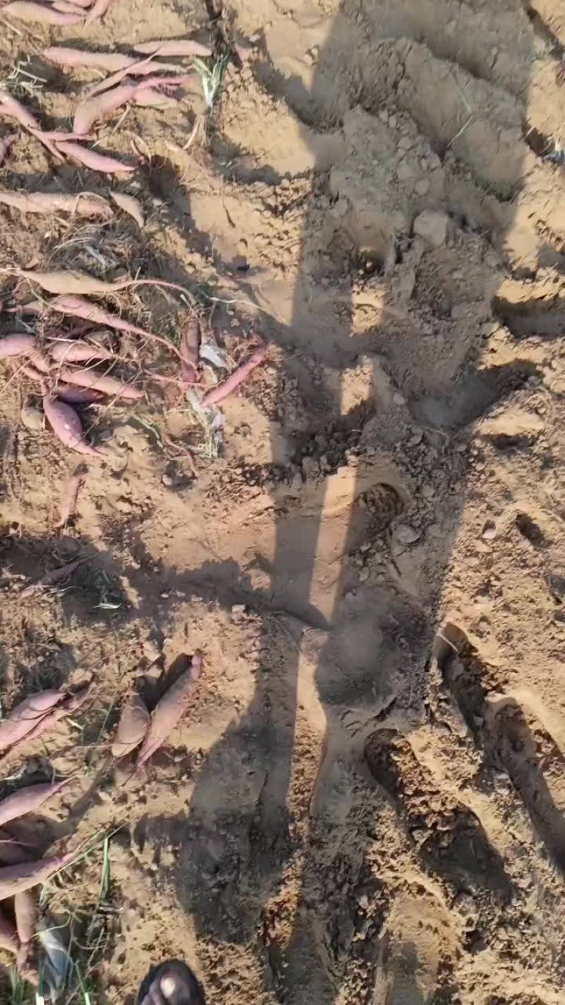 红薯大荔红薯基地可视频看货协助找车欢迎来电咨询