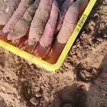 红薯大荔红薯基地可视频看货协助找车欢迎来电咨询