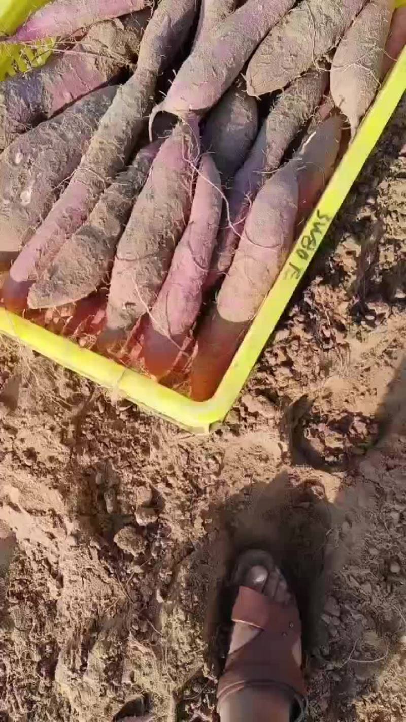红薯大荔红薯基地可视频看货协助找车欢迎来电咨询