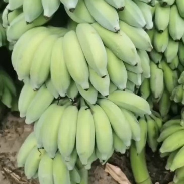 芭蕉