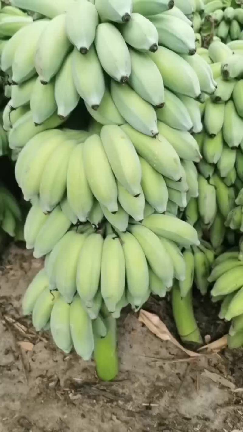 芭蕉