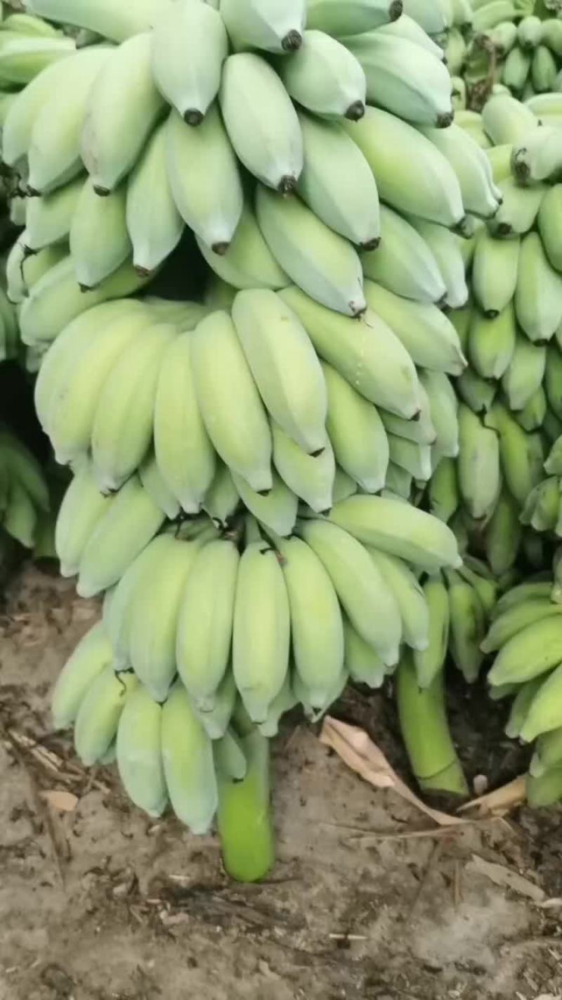 芭蕉