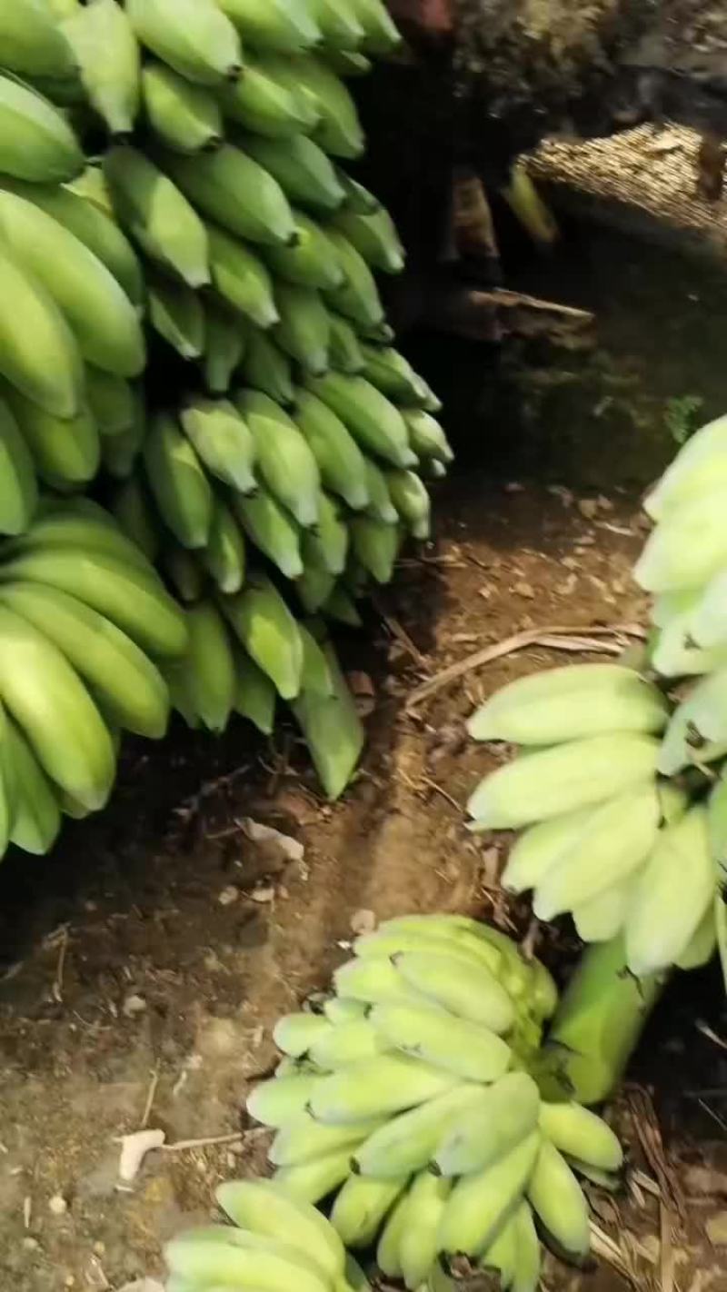 芭蕉