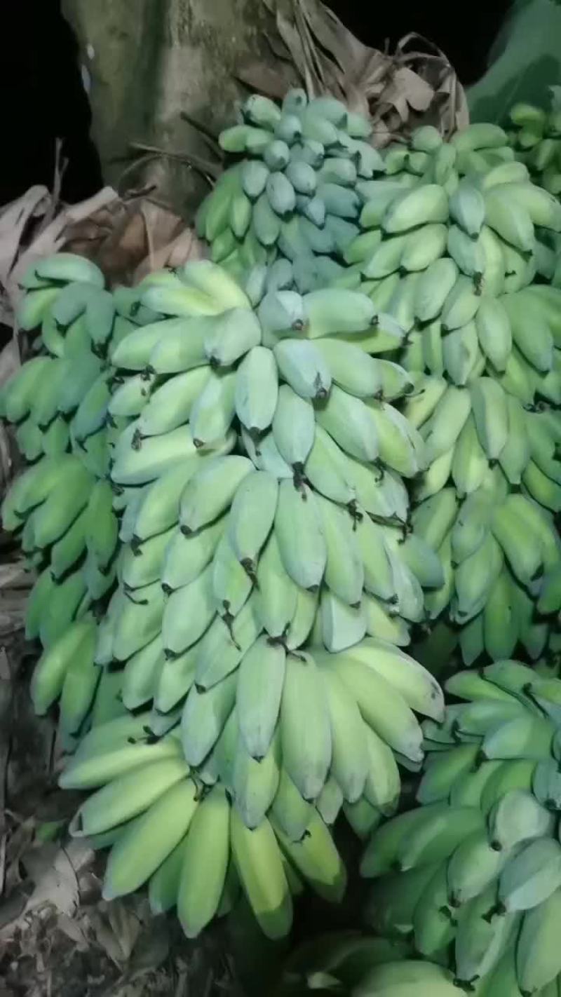 芭蕉
