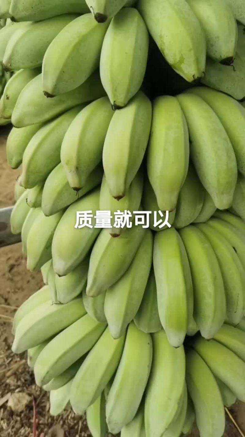 芭蕉