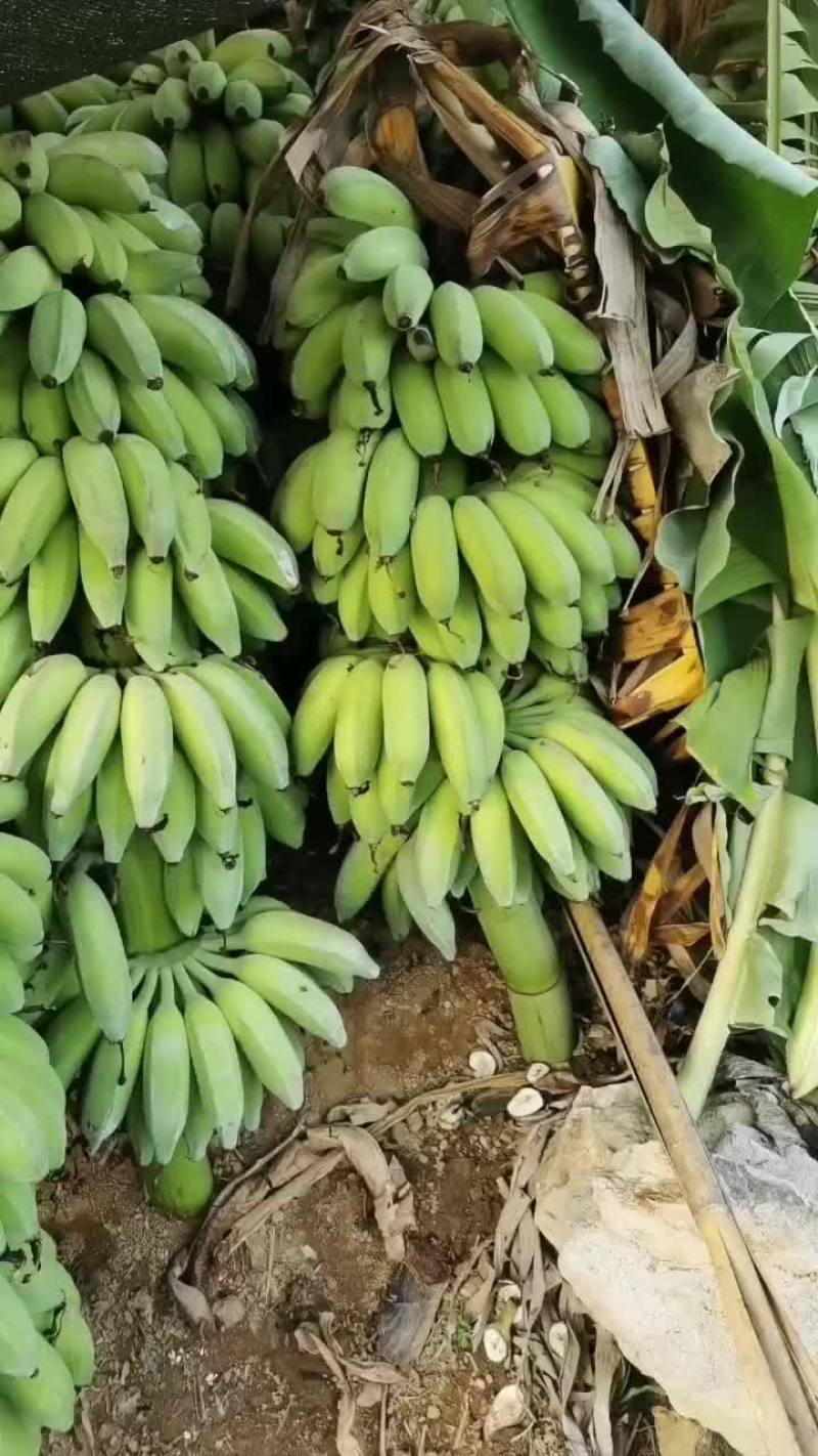芭蕉