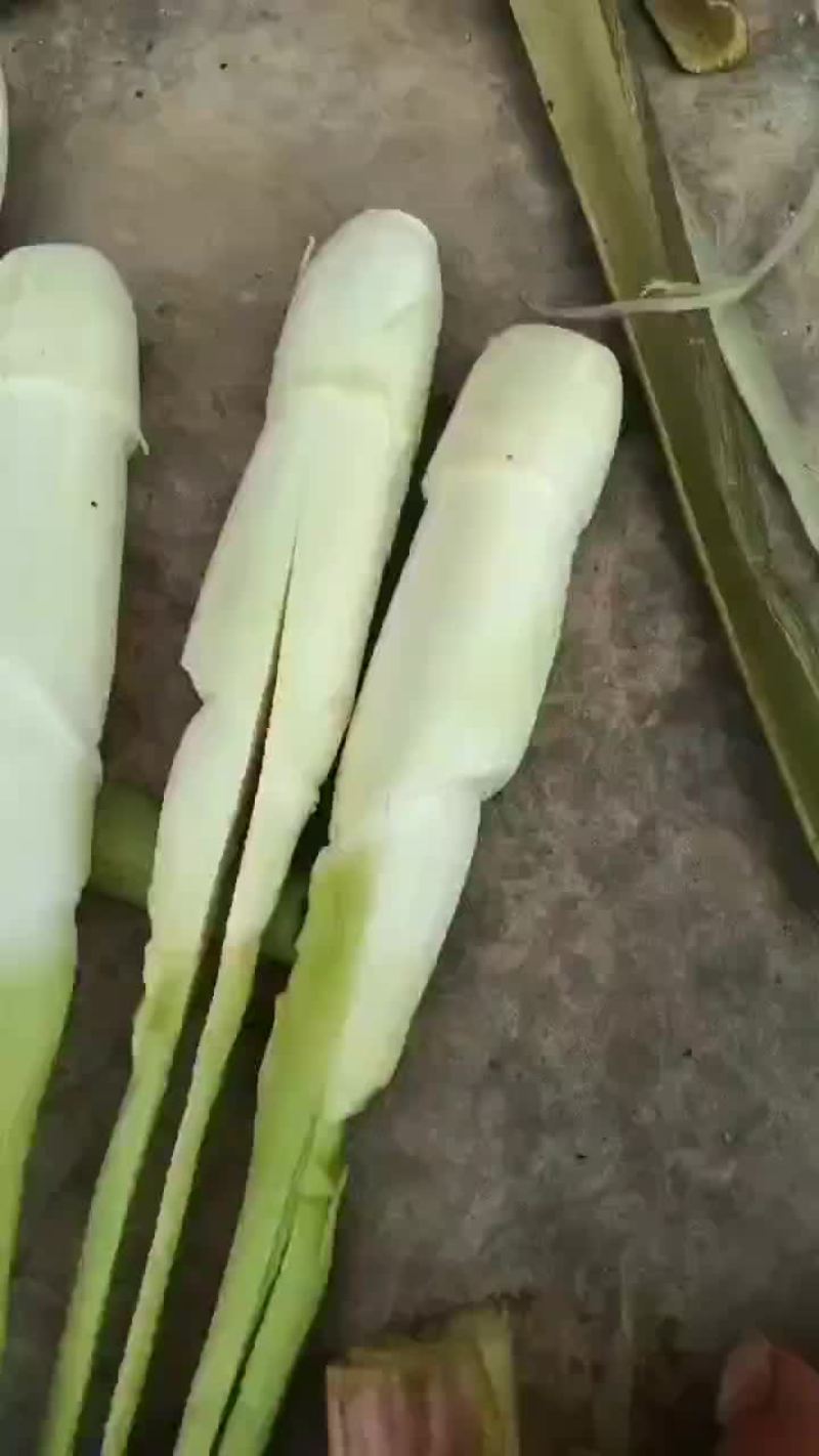 菱白