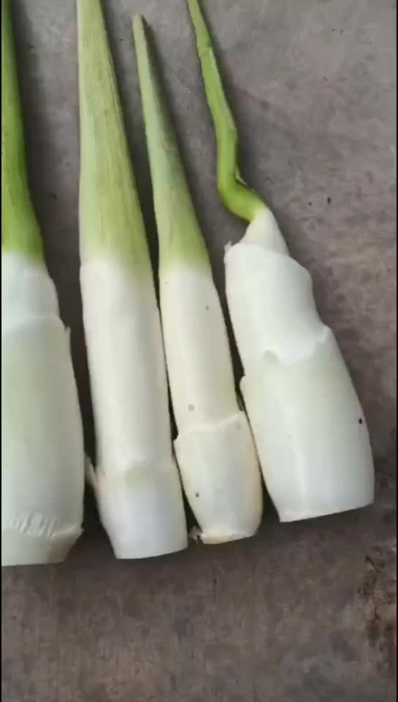 菱白
