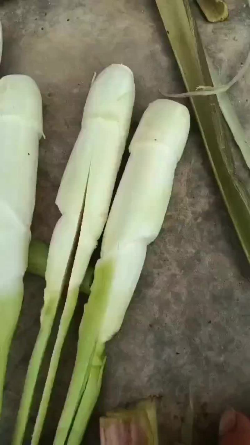 菱白