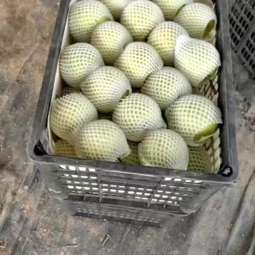青黄冠