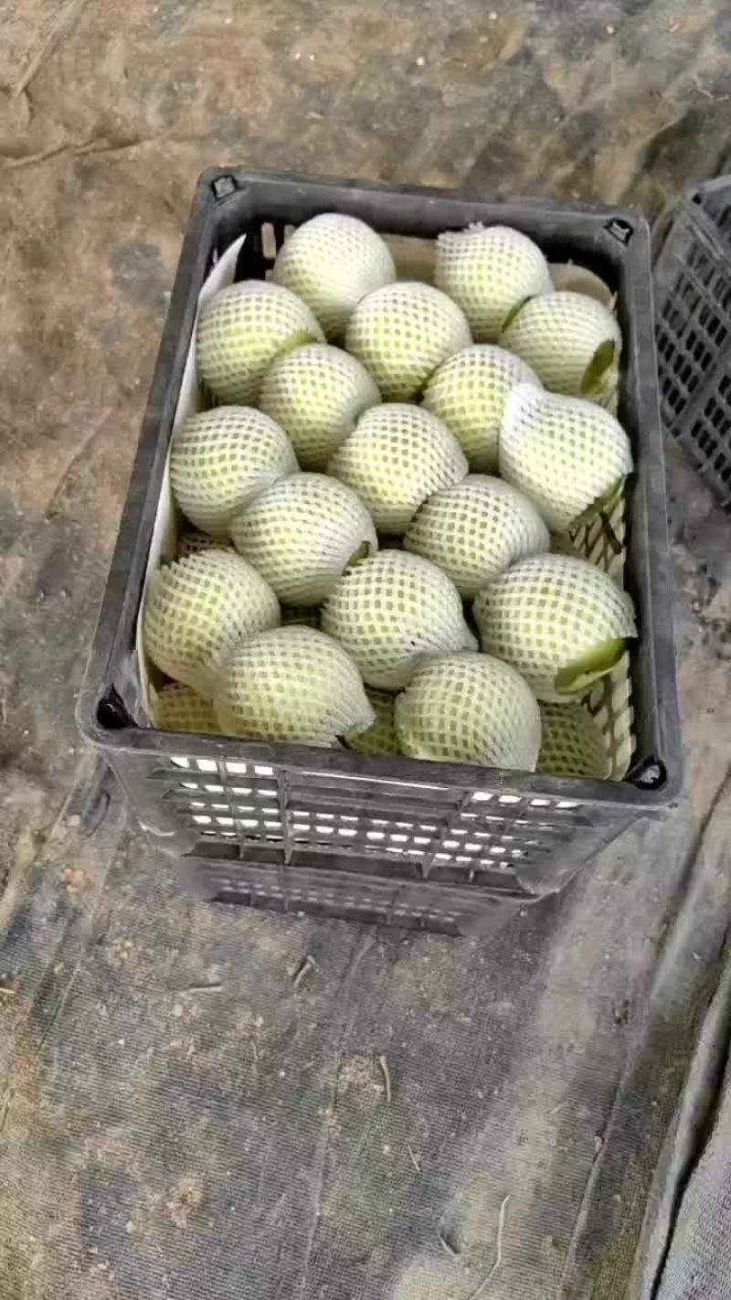 青黄冠