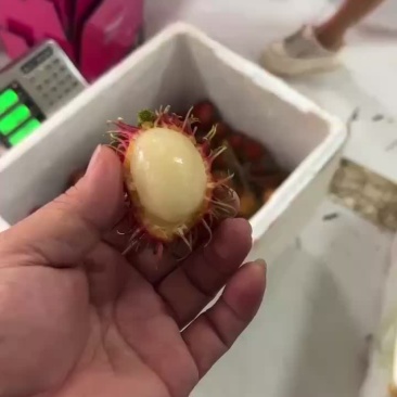 保亭红毛丹