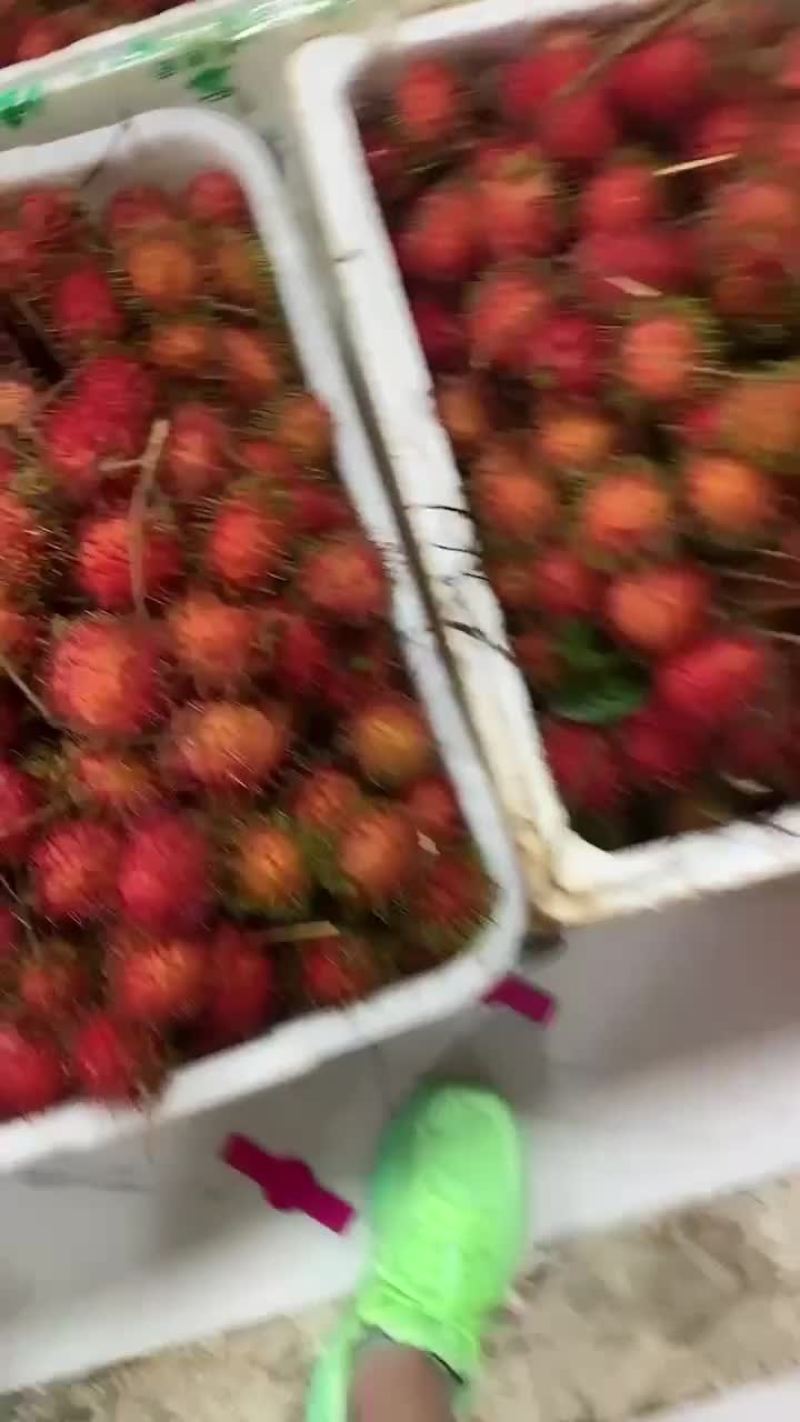 保亭红毛丹