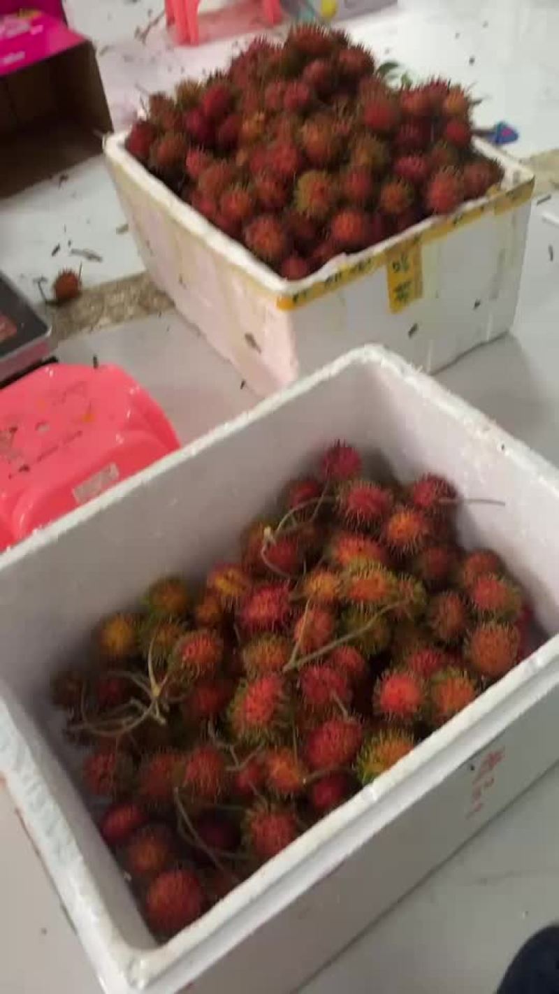 保亭红毛丹