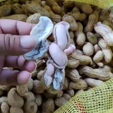 优质鲜装花生米，