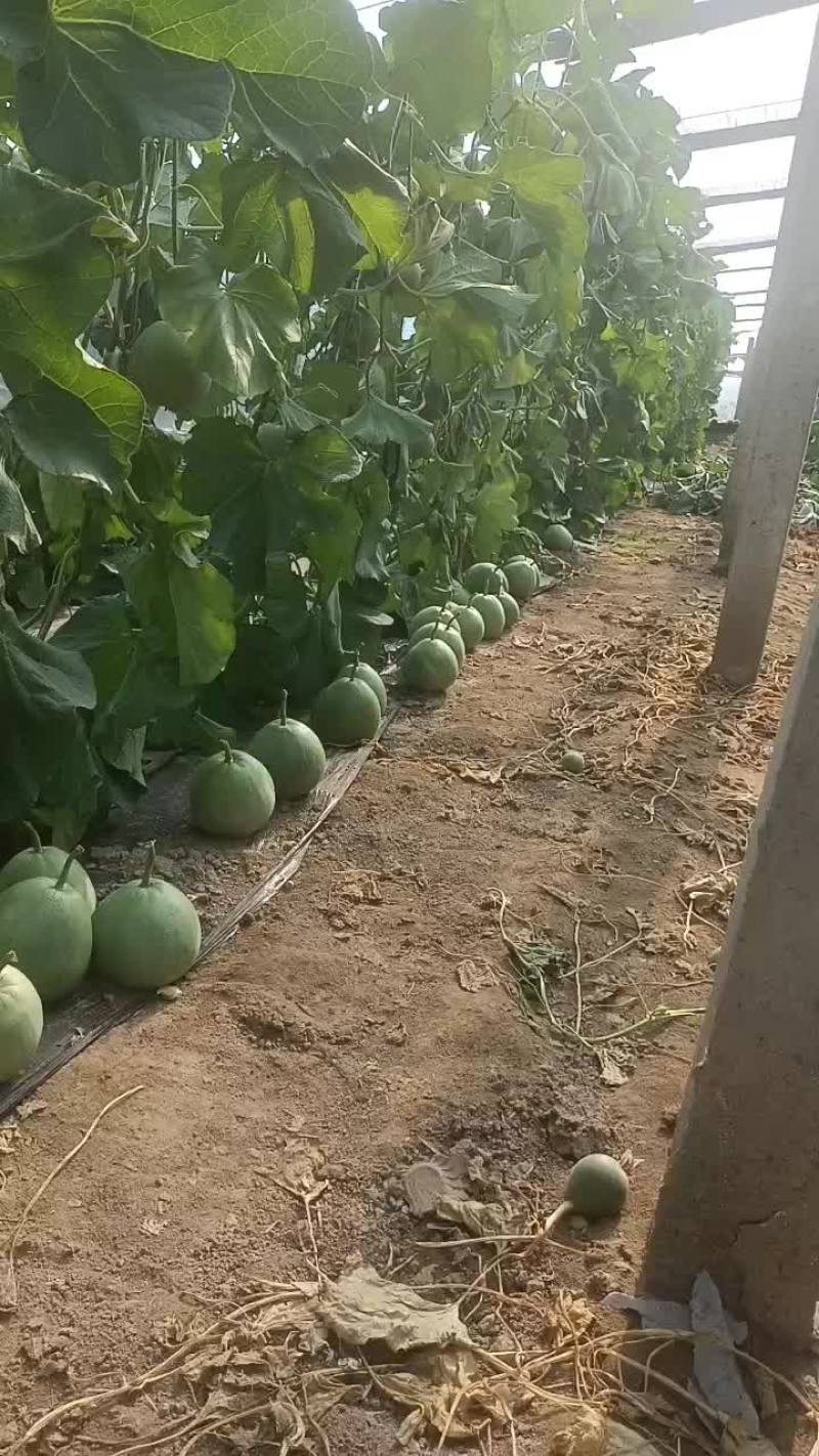 绿宝
