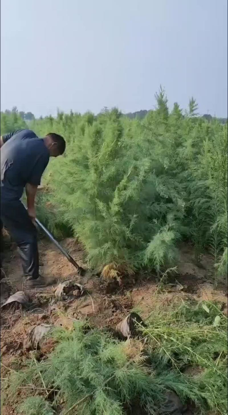 柽柳