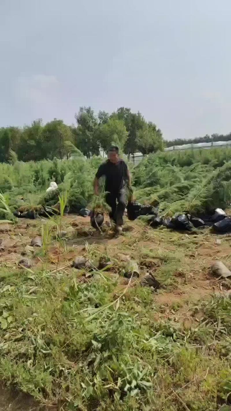 柽柳