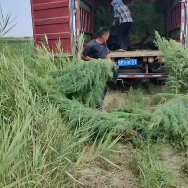 柽柳