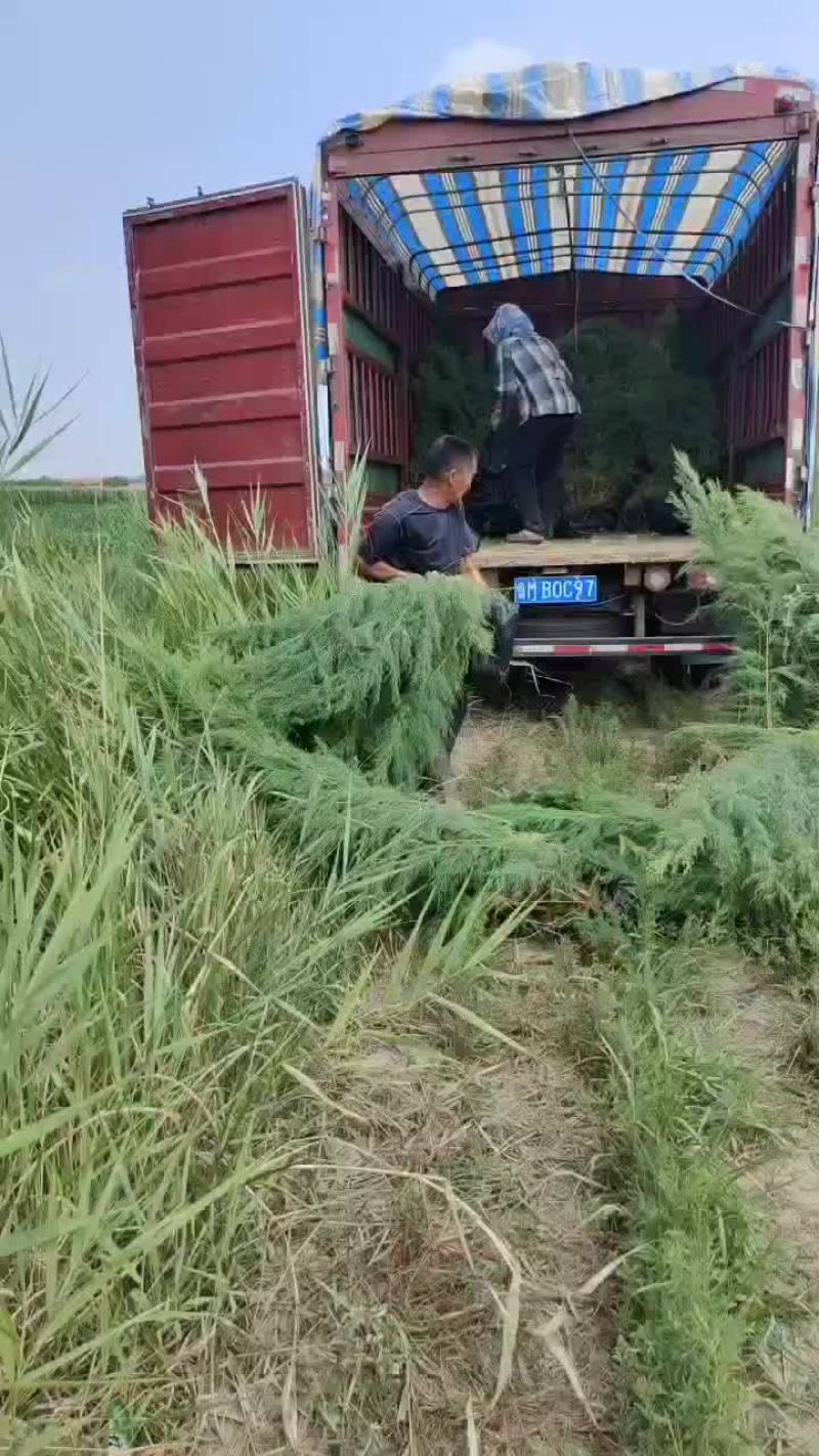 柽柳