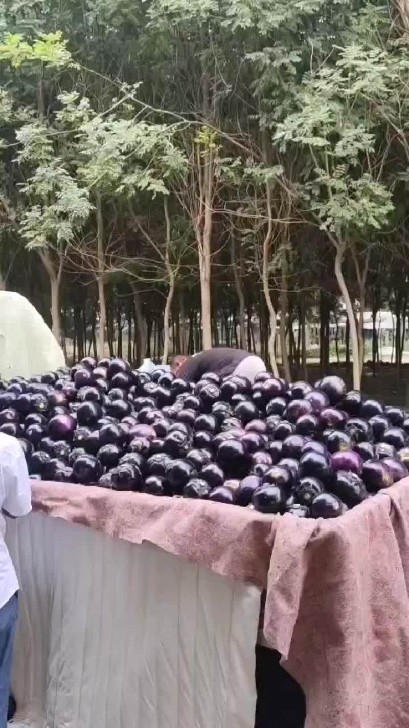 精品大棚种植紫光园茄便宜